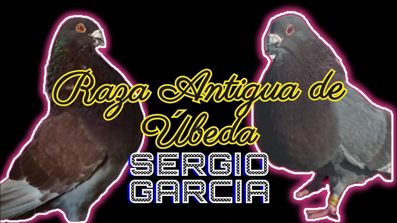 Palomos ladrones. RAZA ANTIGUA DE ÚBEDA _ ➡️ Los Reproductores ⬅️