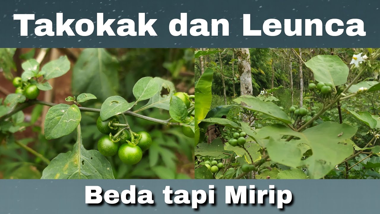Ini bedanya tanaman Takokak dan Leunca !