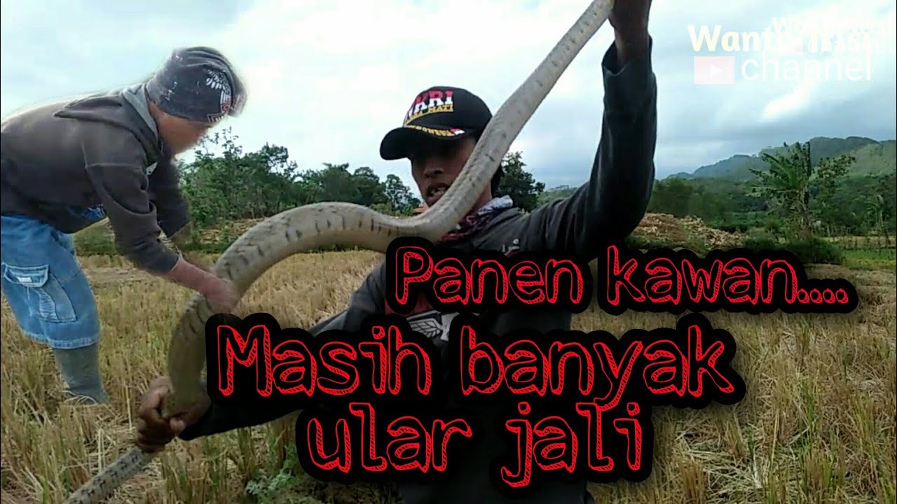 Berburu ular jali liar di area persawahan cilangkap gumelar