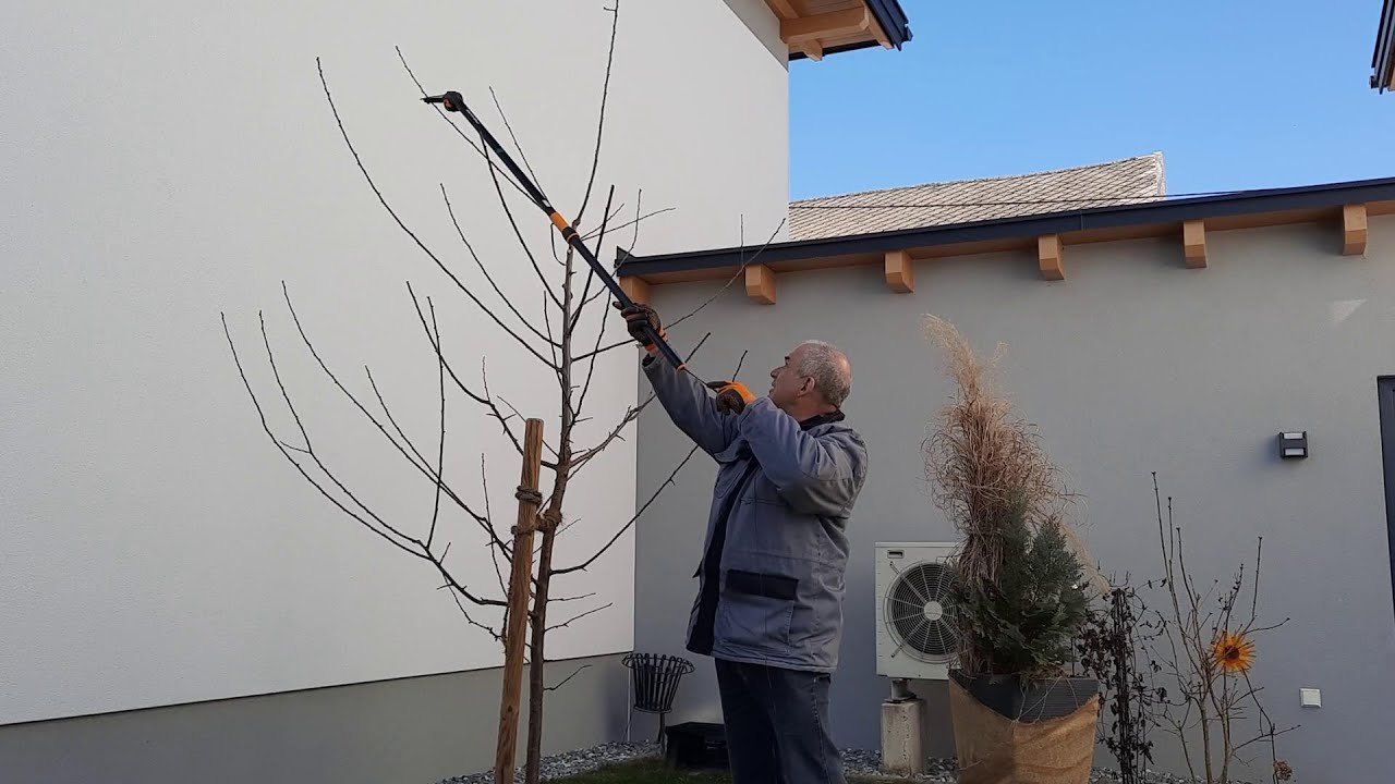 Erziehungsschnitt bei Zwetschken-Buschbaum