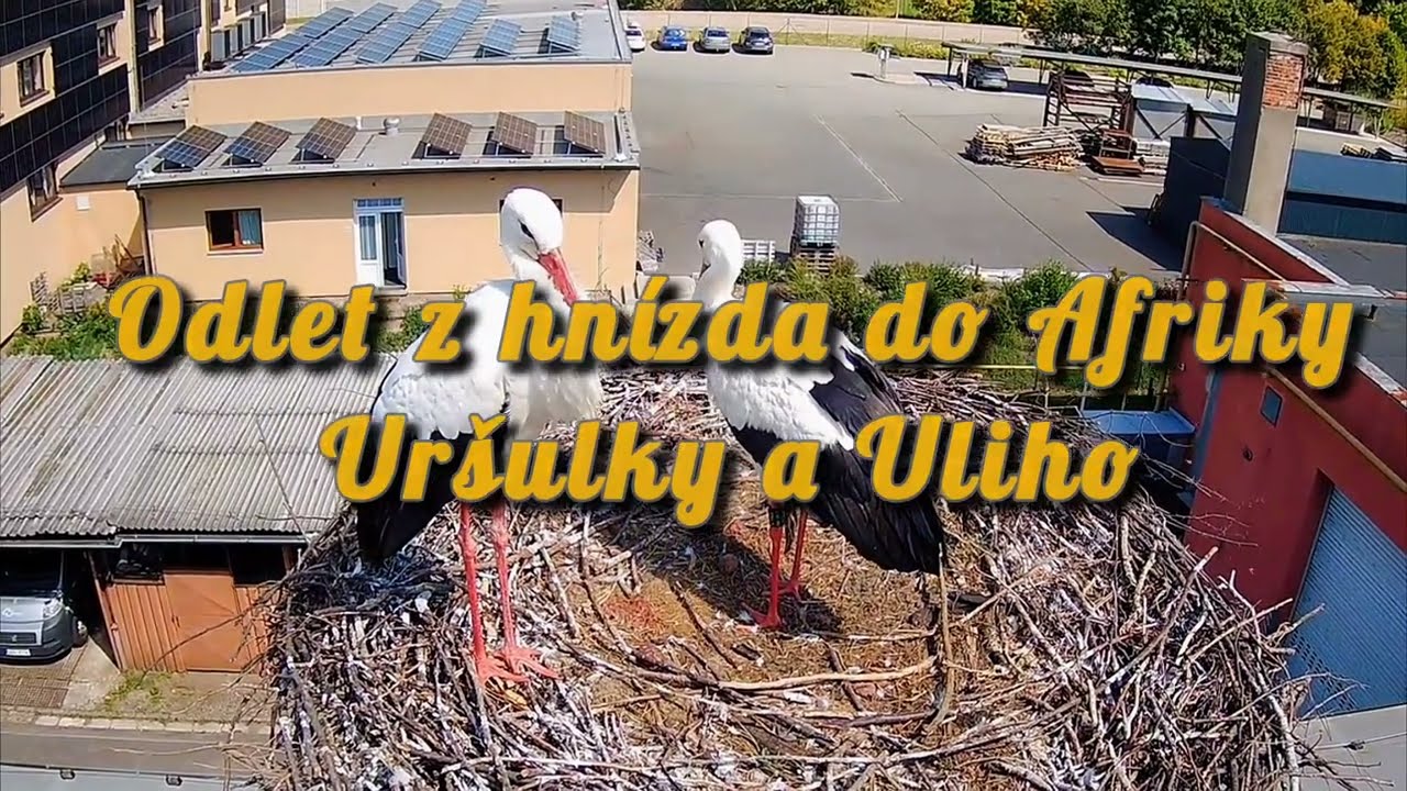 Uršuláčci odlétli do Afriky. 🍀🍀 Ústí nad Orlicí🌞