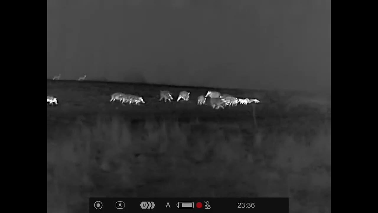 Keilerabschuß aus riesiger Rotte 02/26 Saarland 
