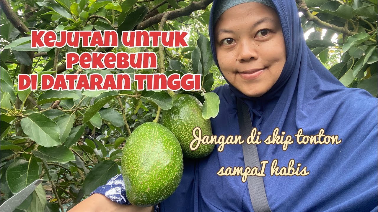 CHOQUETTE ALPUKAT MENTEGA BERUKURAN JUMBO UNTUK DATARAN TINGGI