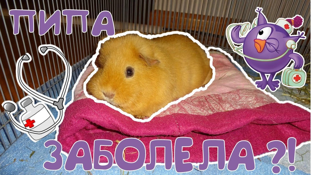 🤕 Свинка сломала лапку ?!?  😱Что с Пипой?!?