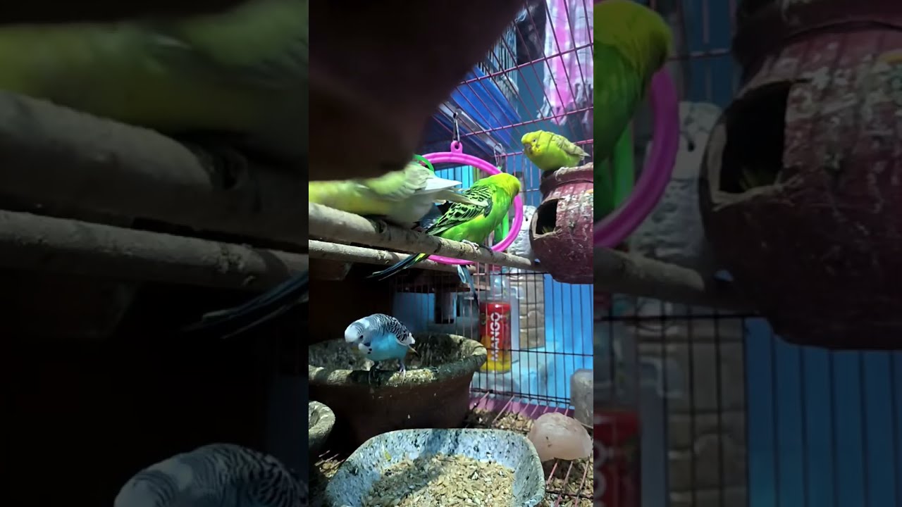 Birds Lovers in delhi is live #budgies