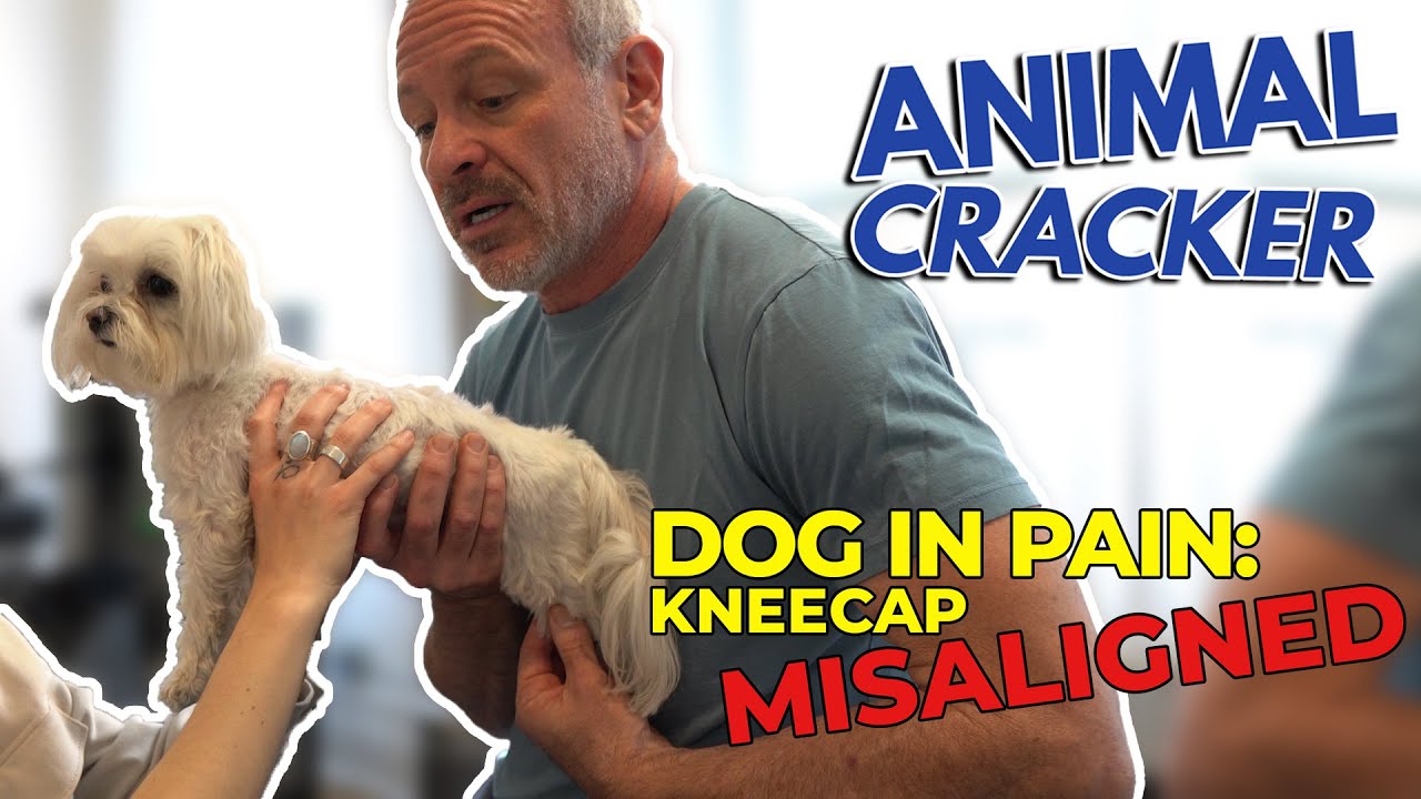 LITTLE MALTESE WITH HER KNEES OUT 😢 NEEDS CHIROPRACTOR!