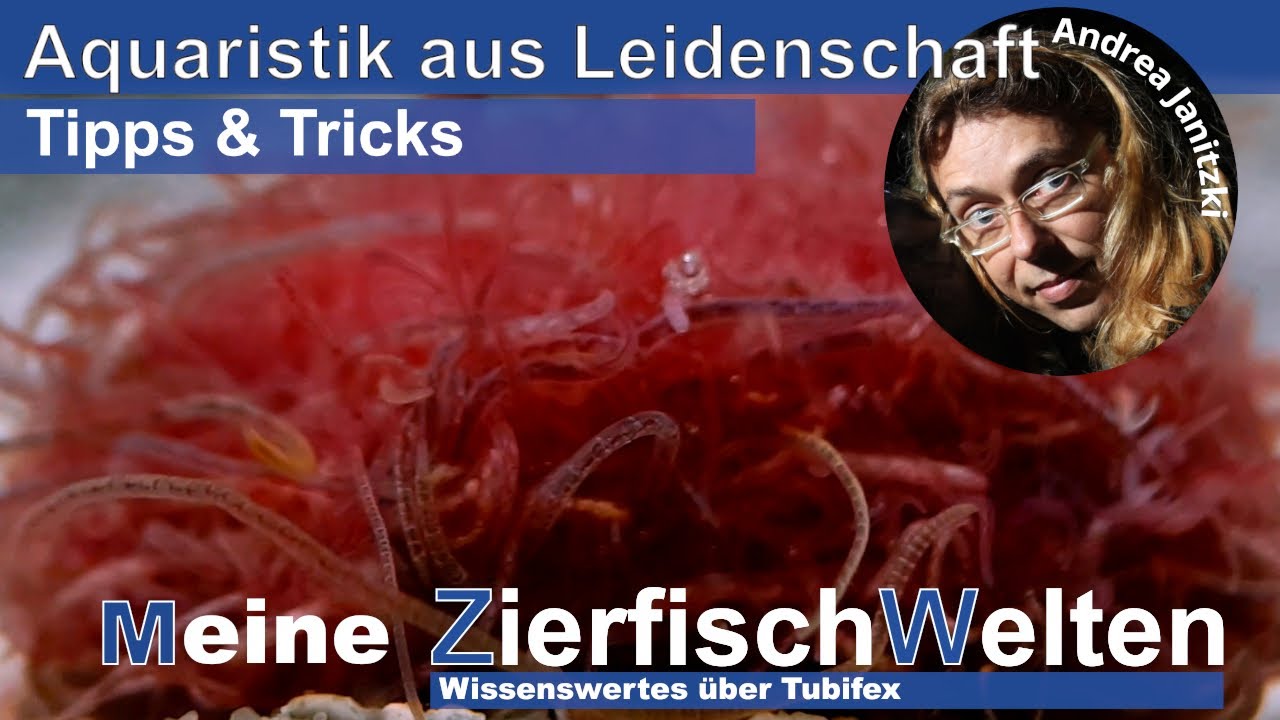 Meine ZierfischWelten - Wissenswertes über Tubifex - Tipps und Tricks