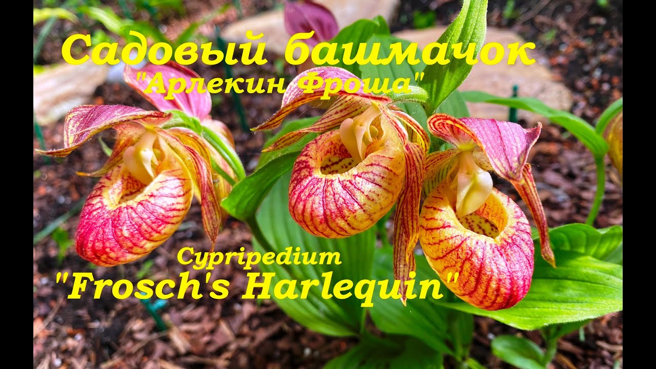 Венерин башмачок 