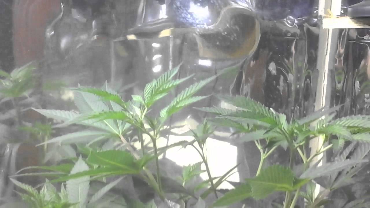 platinum og kush 30 oz +. 600w