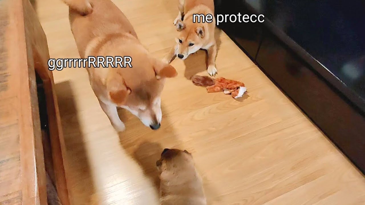 Raya Defends! Domt You Amgery at Potats!!