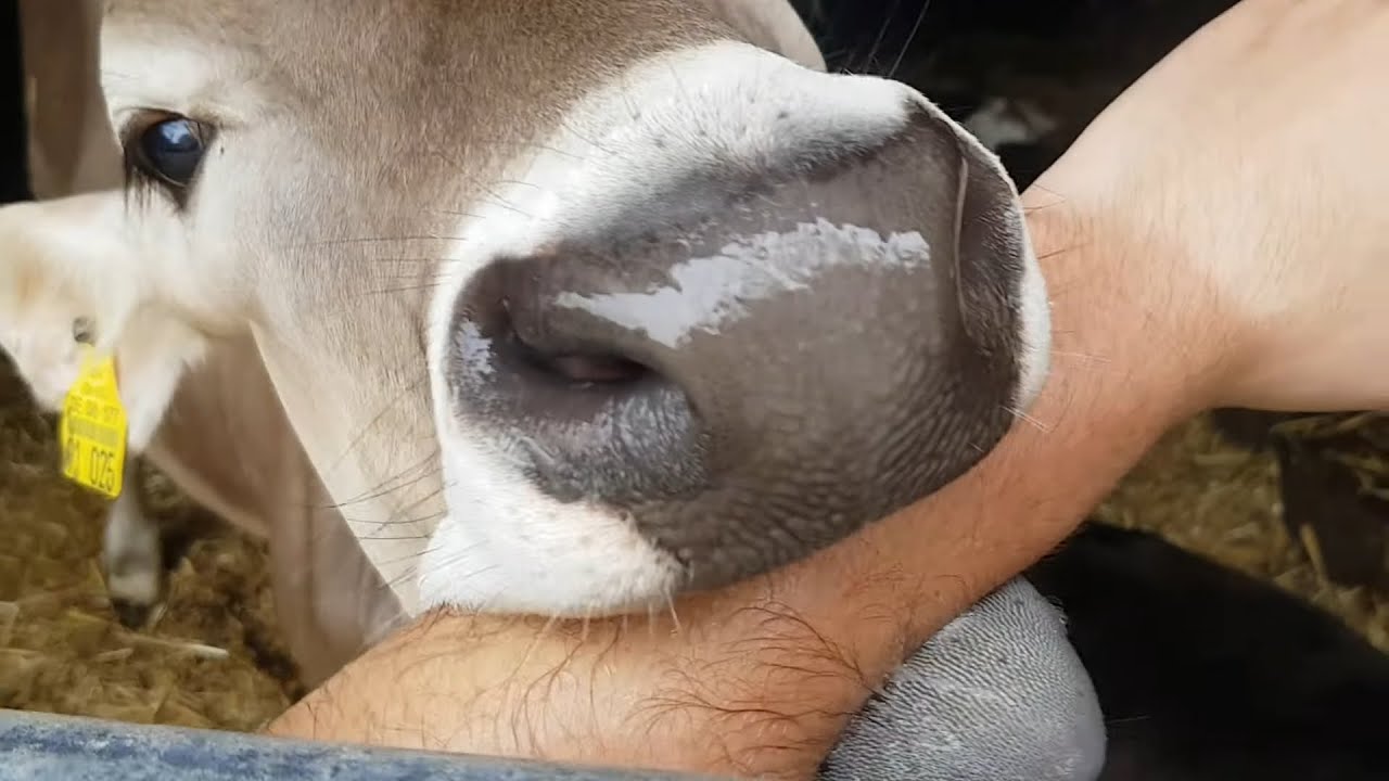 Cow Takes Revenge