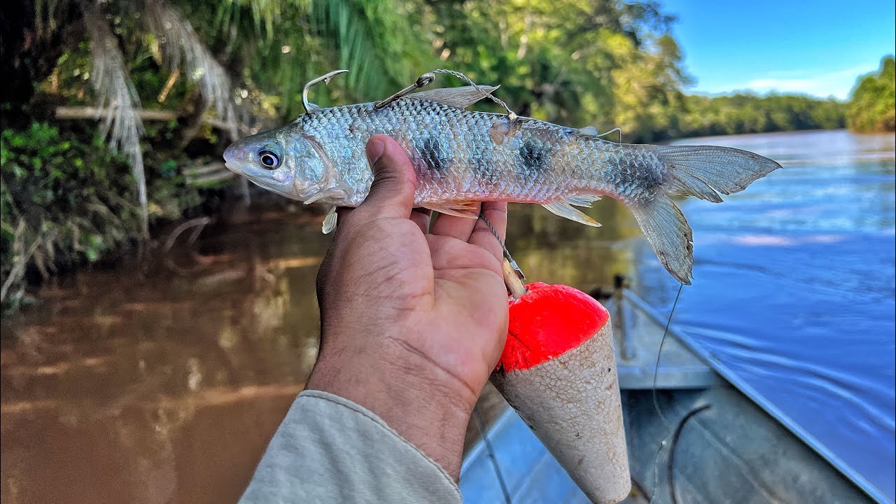 ERA PRA SER PESCARIA RODANDO COM PIAU NA BOIA. pescaria