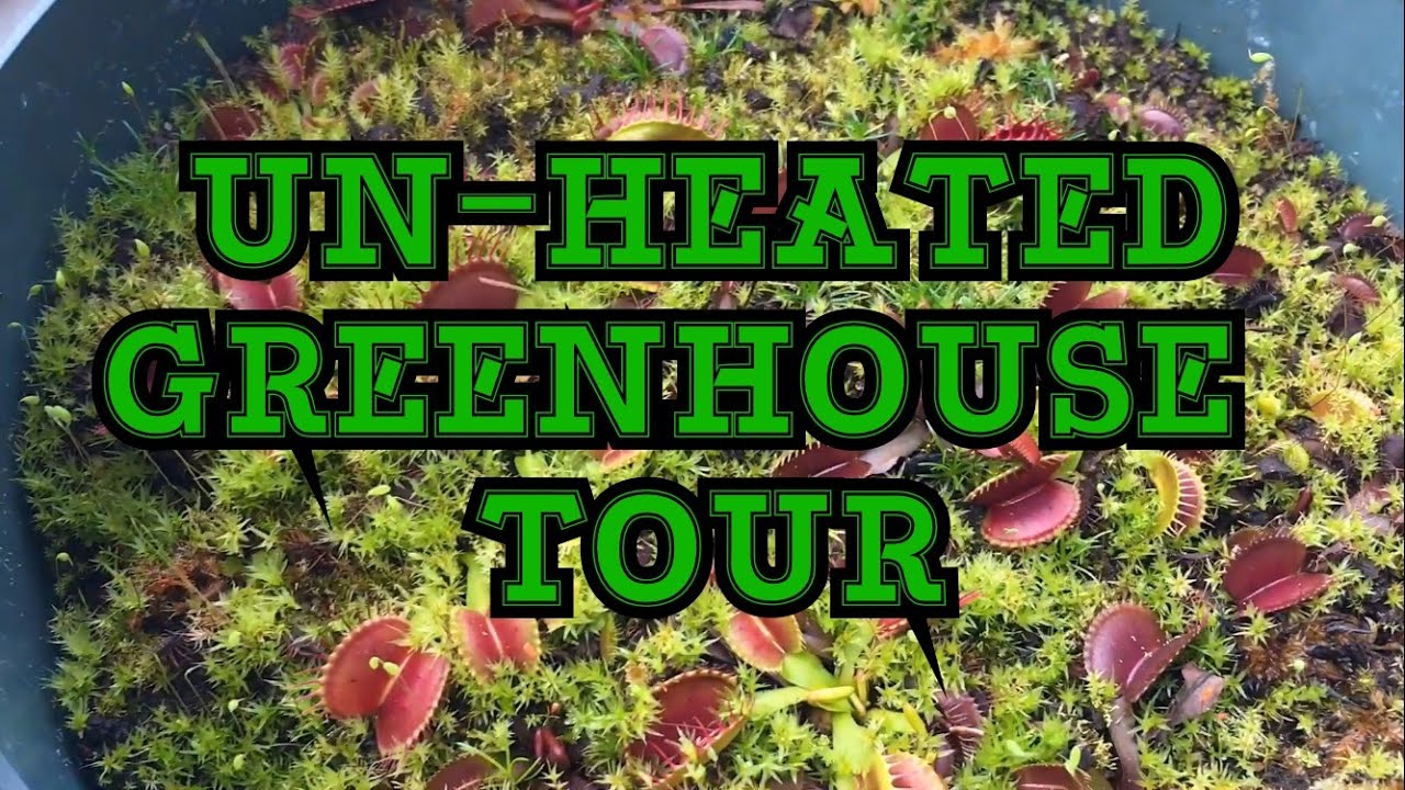 TEMPERATE GREENHOUSE TOUR FOR MARCH: VENUS FLY TRAPS, DISA ORCHIDS AND MORE!