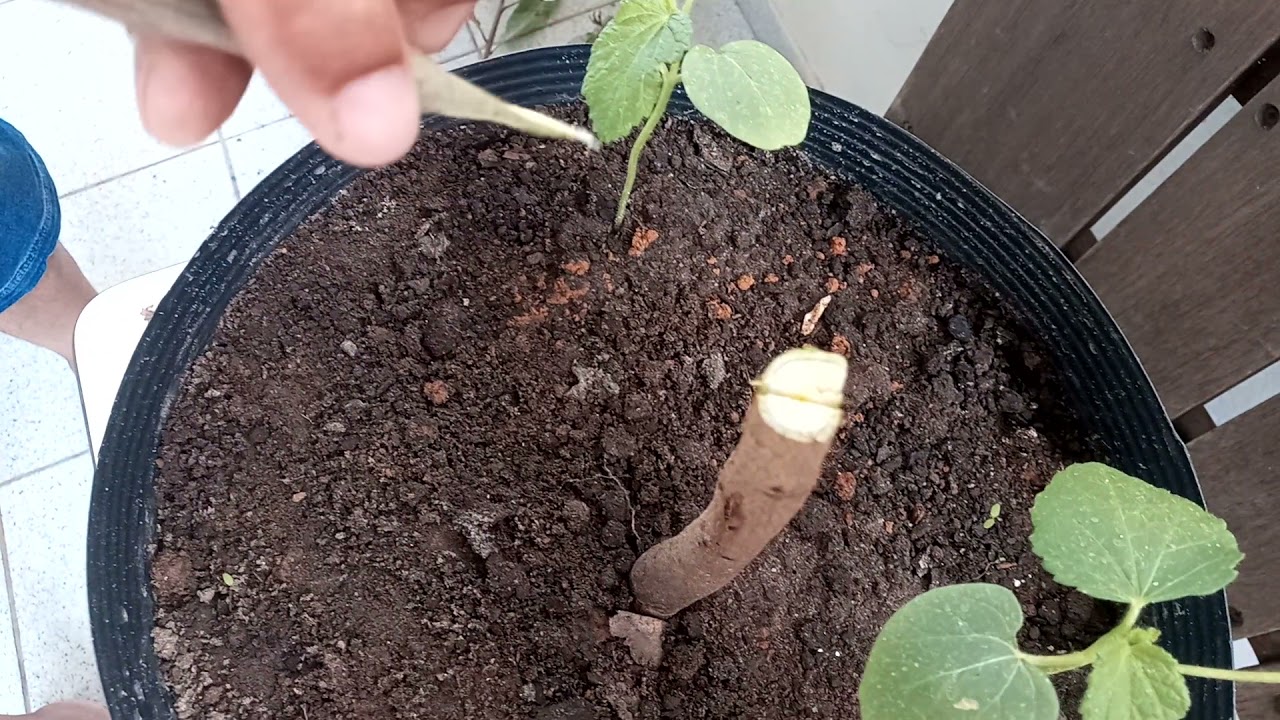 COMO FAZER ENXERTO DE CAJU