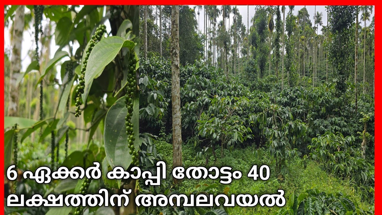 റിസോർട്ടിന് അനുയോജ്യമായ വരുമാനം കിട്ടുന്ന 6 ഏക്കർ കാപ്പി തോട്ടം അമ്പലവയൽ വയനാട് 6238669410