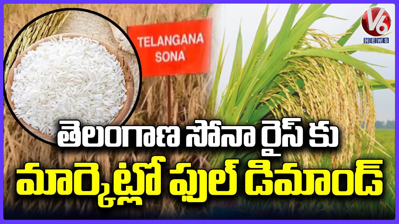 Telangana Sona Rice Is In High Demand | Agriculture University Professor Damodar | V6 News