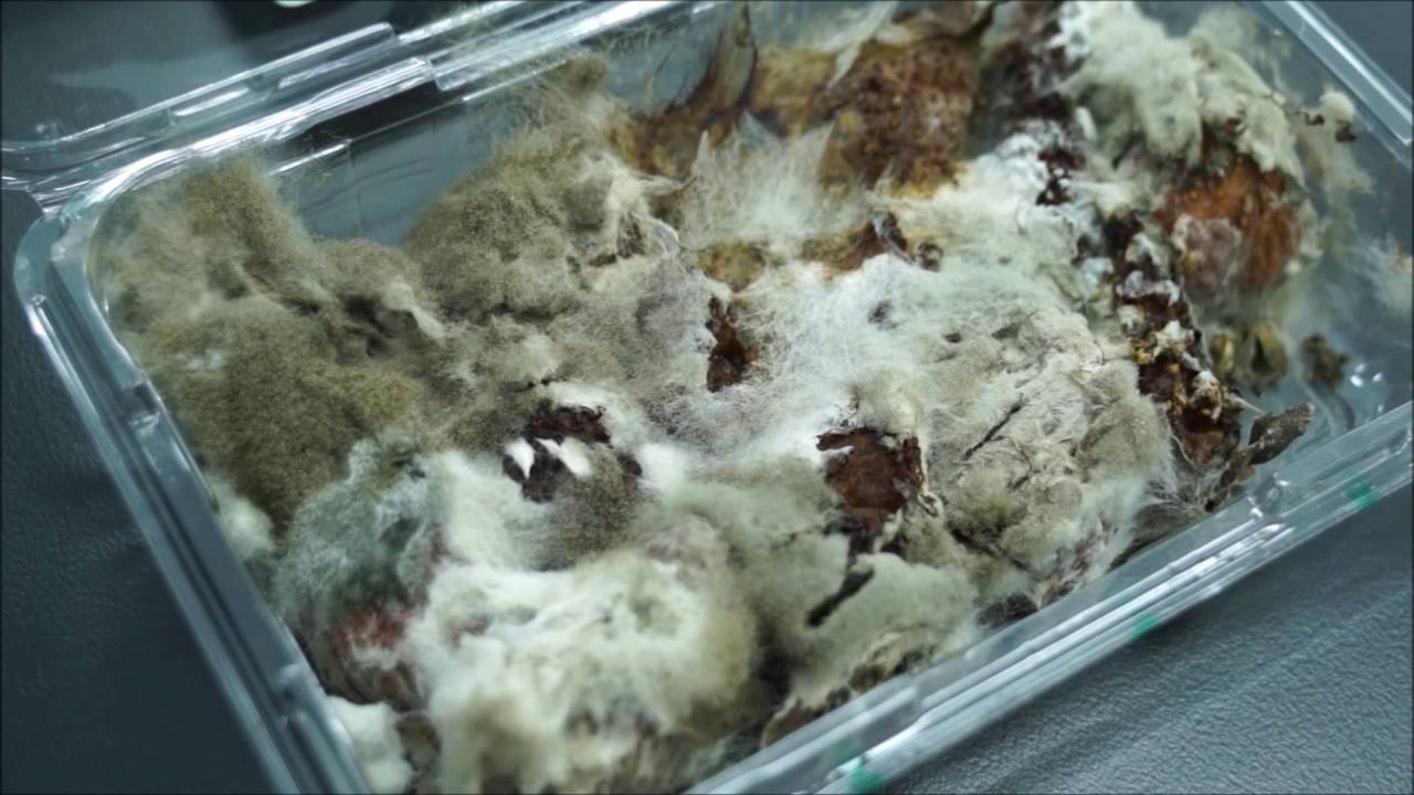 Isolating Rhizopus mycelium for observation