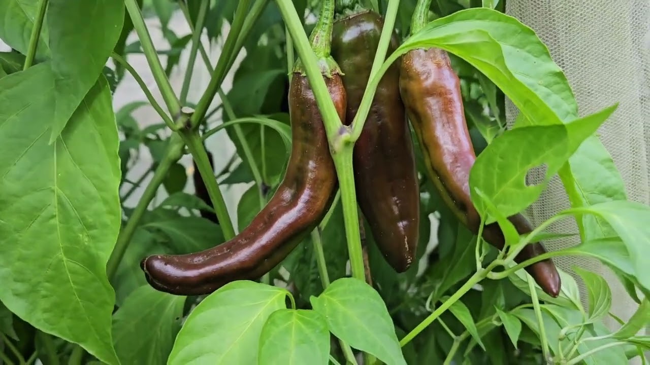 Negro De Valle