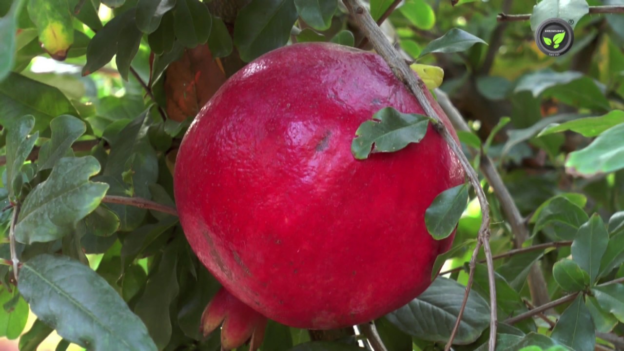 Commercial Varieties of Pomegranate in India