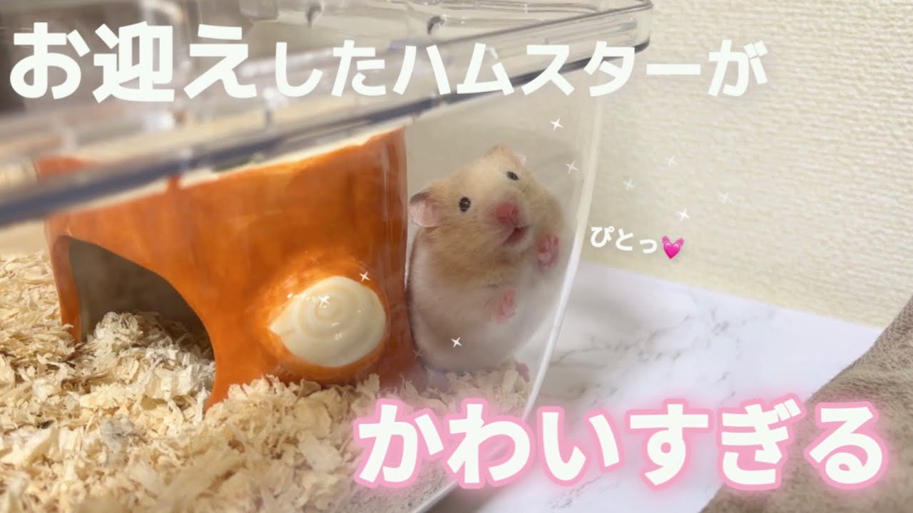 お迎えしたハムスターがかわいすぎてキュン死しそうです🐹♡