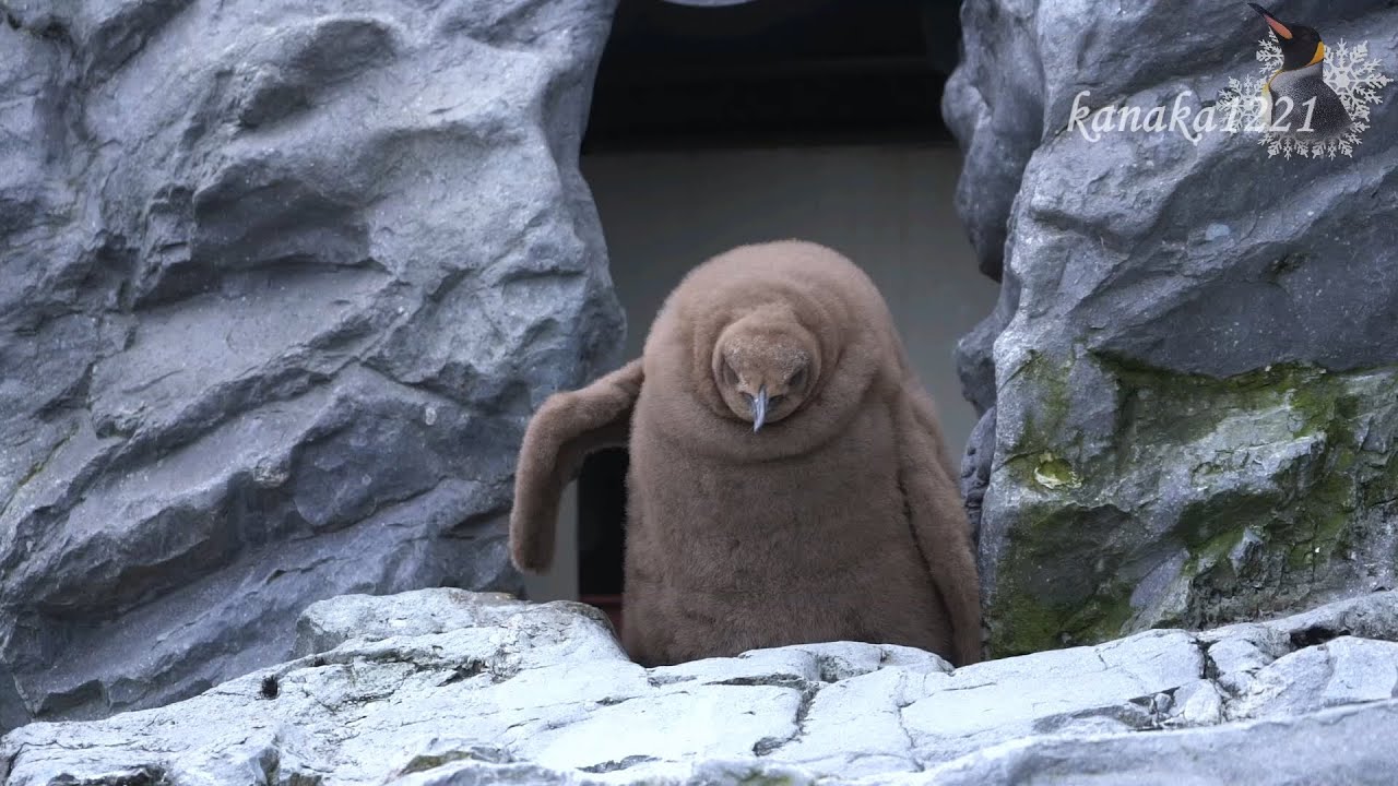 旭山動物園 キングペンギンヒナ51番-追い詰められる