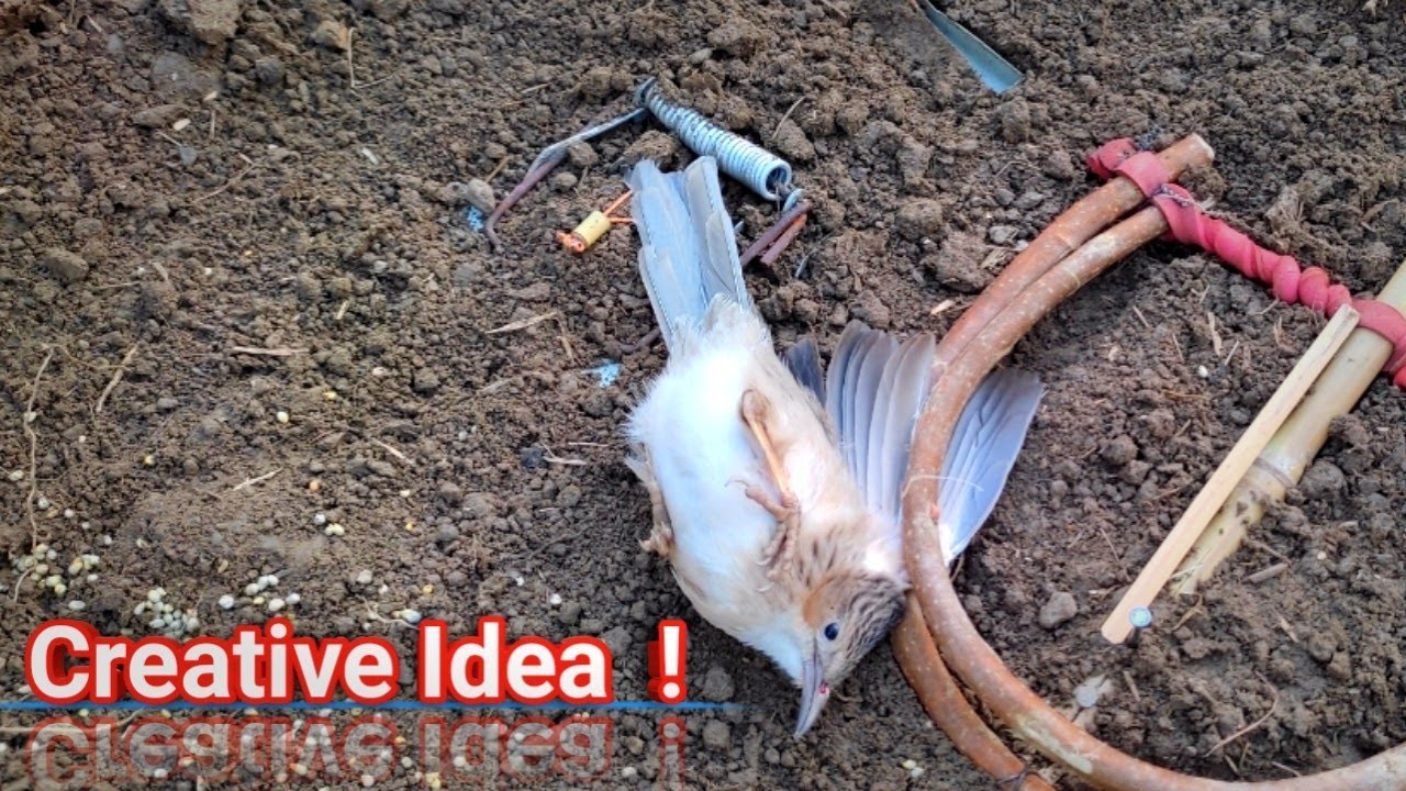 How to make amazing bird trap work 100% | Wild bird trap