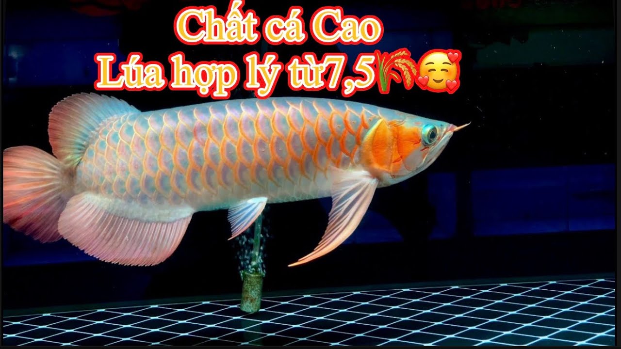 ngày 6 tháng 3, 2026