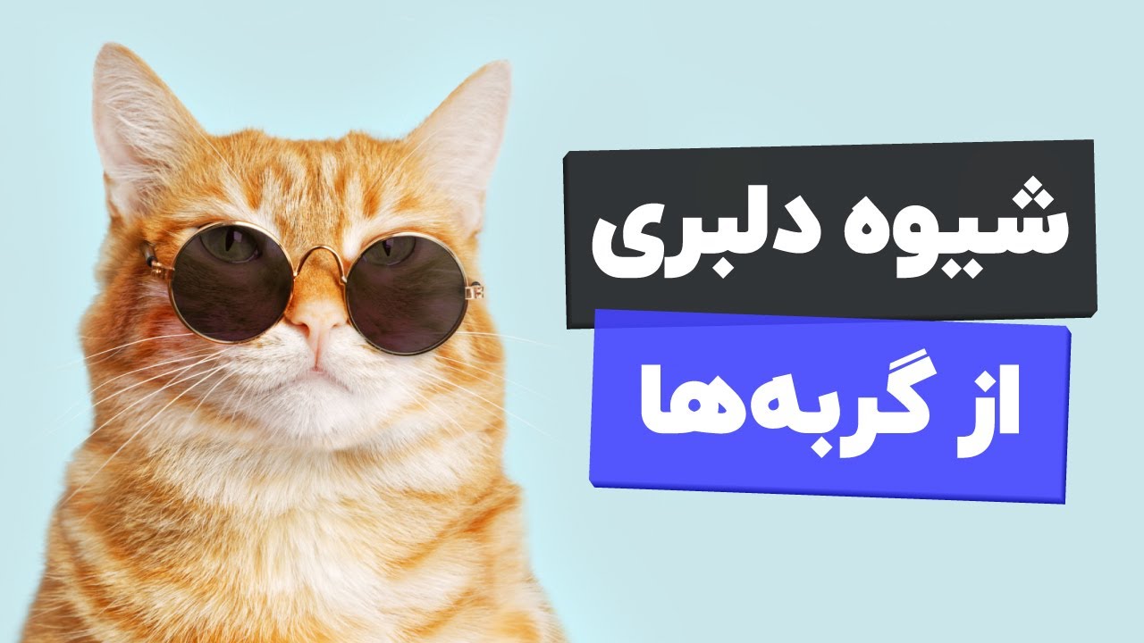 🐱💞چطور گربه ها رو عاشق خودمون کنیم؟