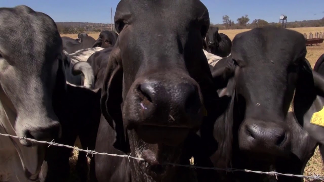 La única raza cebú mexicana el Sardo Negro, conozca la ganadería que los cría.