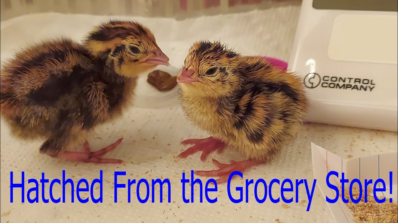Hatching Quail Eggs From The Grocery Store