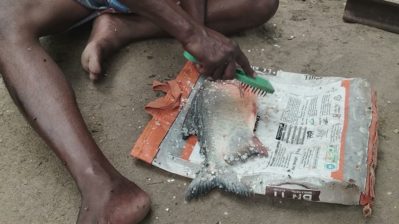 Country pomfret cutting/Pomfret cutting