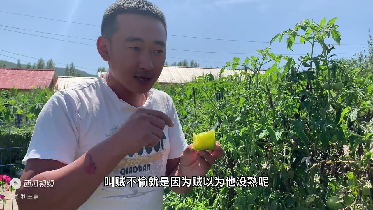 20210824-西红柿品种真多，这种绿色的贼不偷您吃过么？