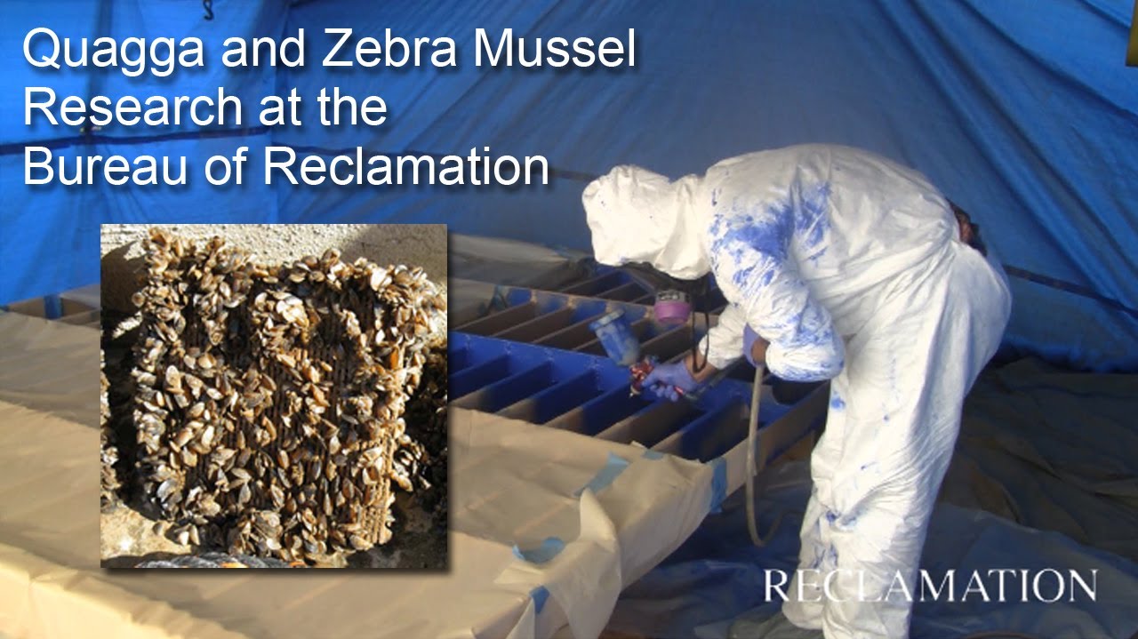 Invasive Mussel Coatings Research