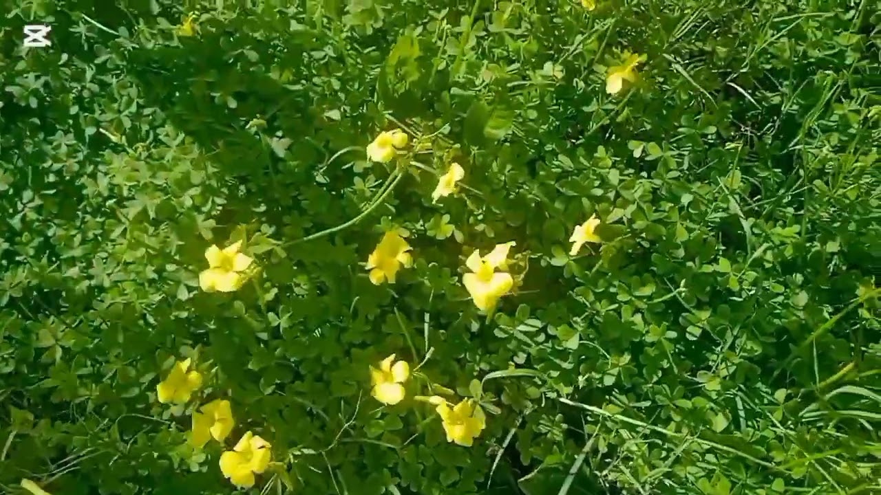 رياح قوية 🌪️ الجوو جميل 🌤️غرسنا البصل 🇩🇿 جولة في الجنينة 🌳🥀مع يوميات نصيرة نصيرة @nacirasworld0104 