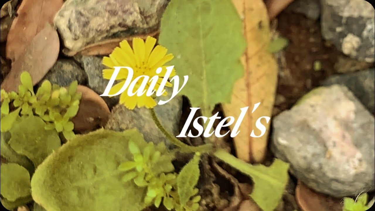 Daily Istel | Life in snippets Ep. 3✨