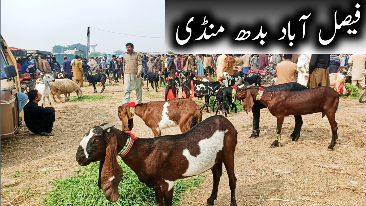 Faisalabad Mandi New Update 🐐 ||wed,Mar 12 || Rizvi Goat Farm ||03045208043