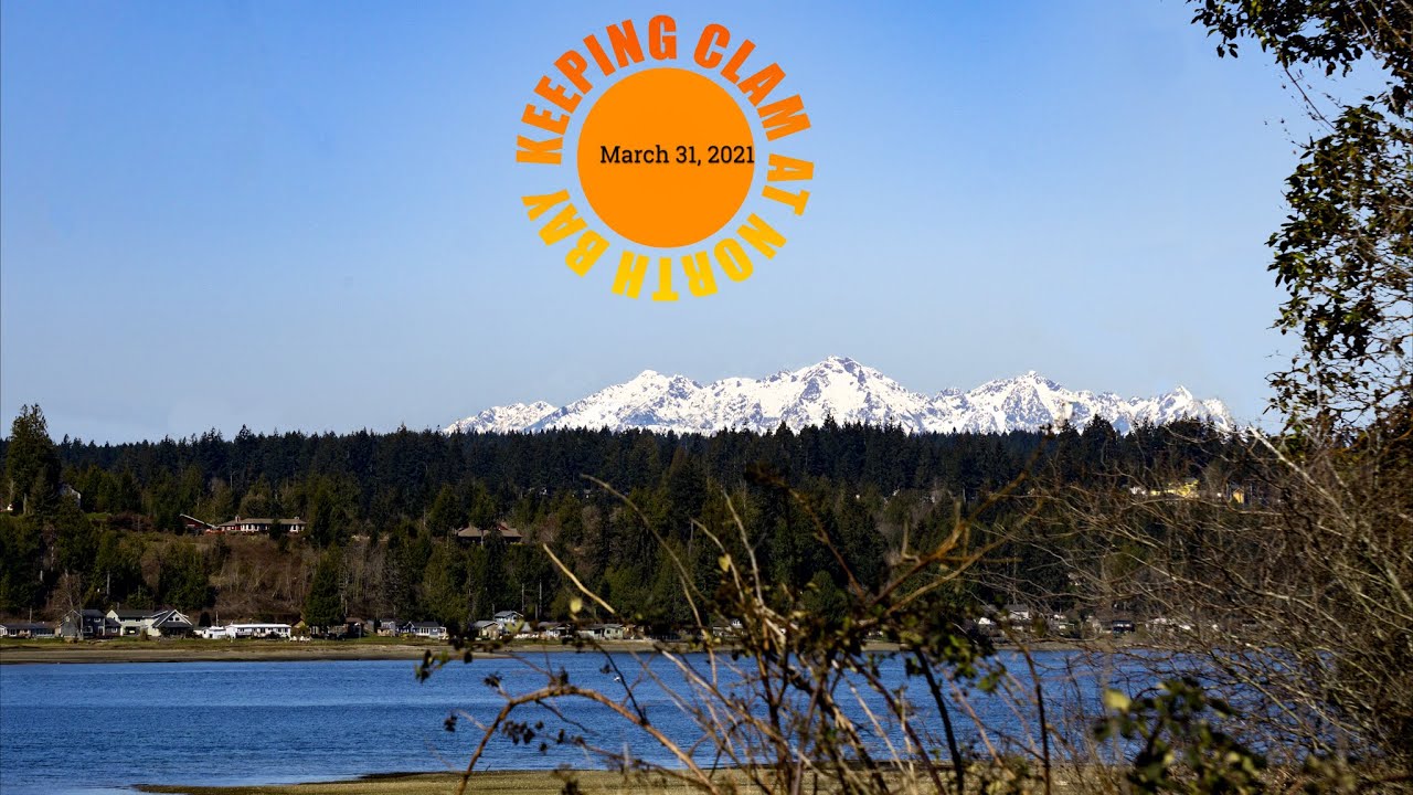 Clam and Oyster Harvest at North Bay  Washington