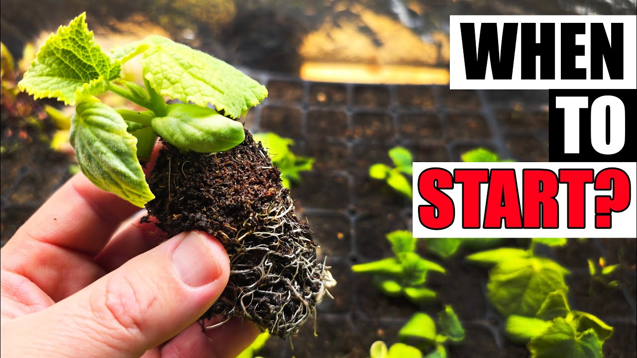 When To Start Seeds Early Indoors - Garden Quickie Episode 276