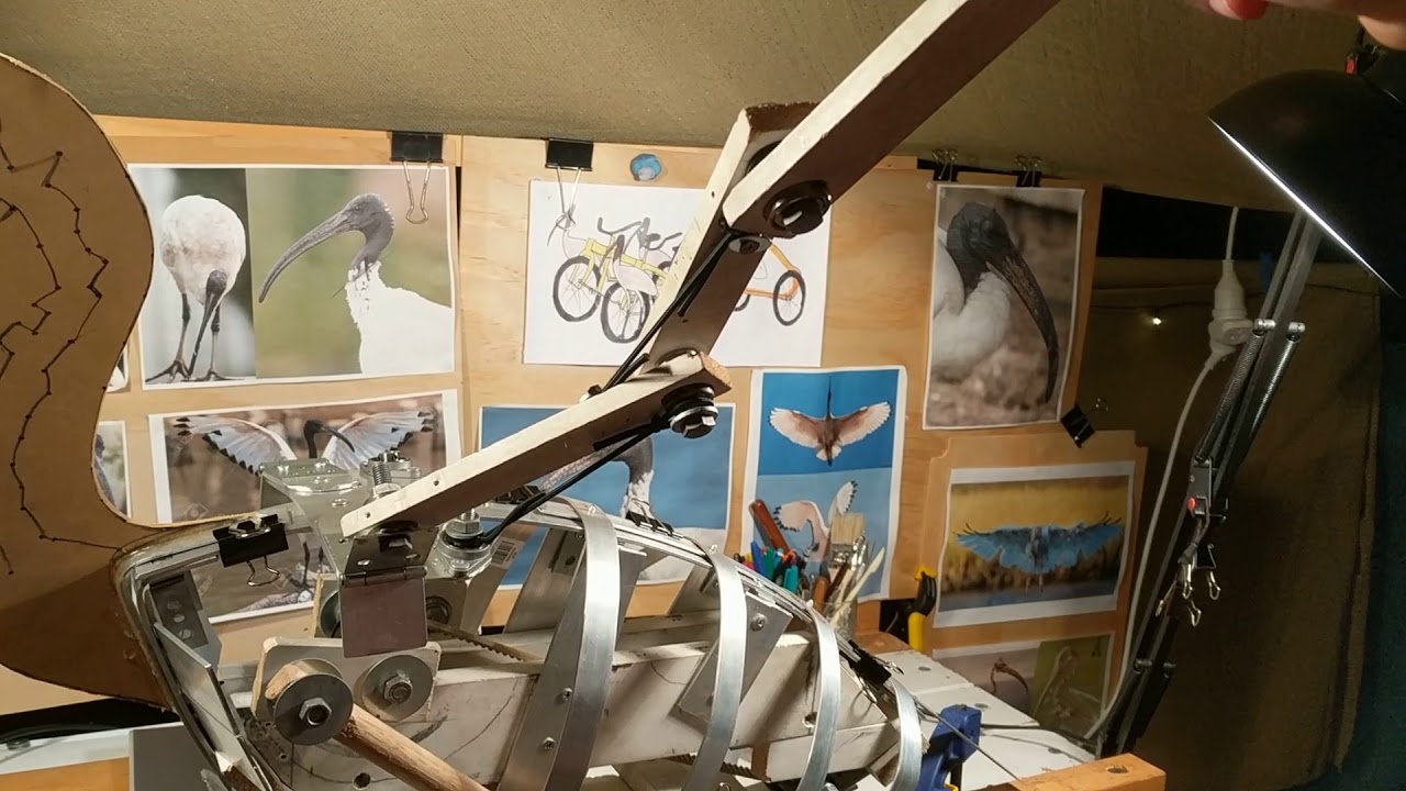 Ibis mechanical wing - bin chicken chariot project West End Kurilpa Derby 2018