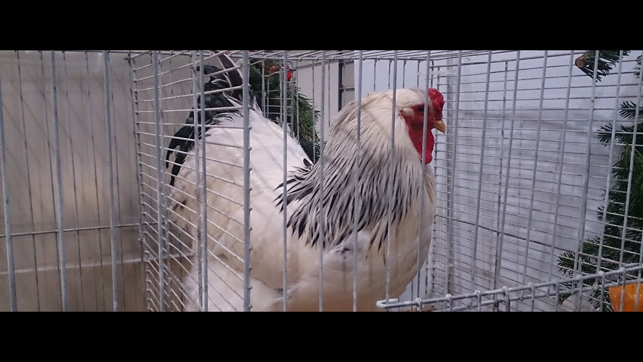 OÖ Landesverband der Rassekleintierzüchter - Kleintierschau2022