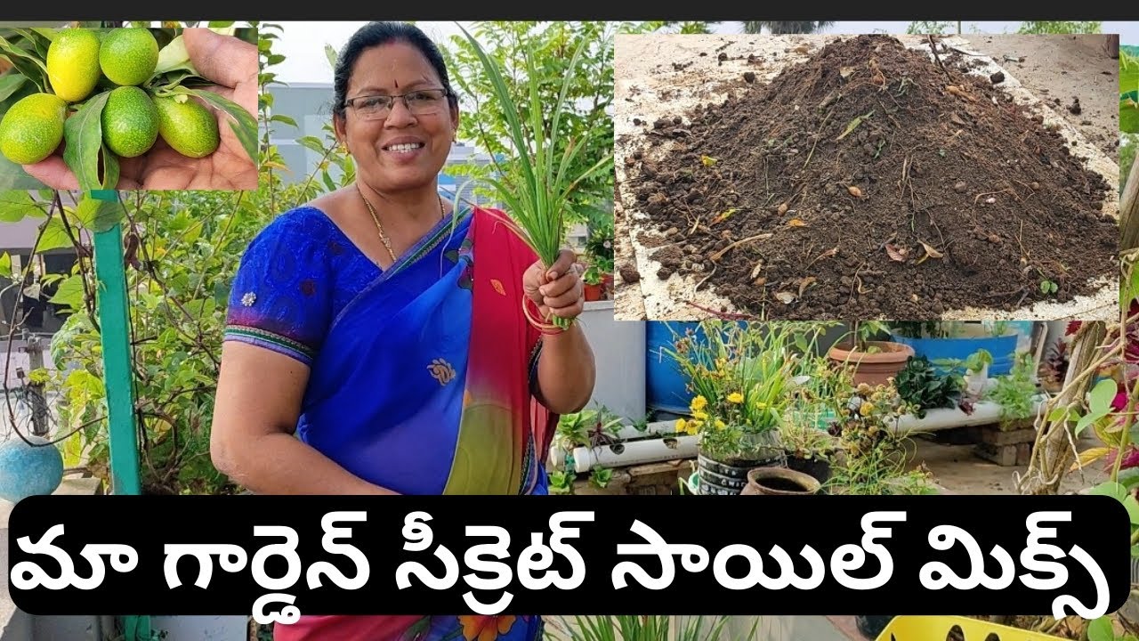 మా గార్డెన్ సీక్రెట్ సాయిల్ మిక్స్#@adilaxmi terres garden#soil mix#lemon grace#sweet lemon#