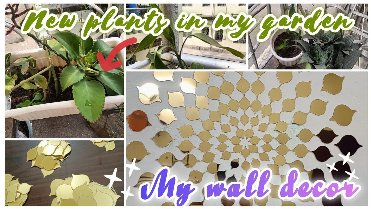 మా garden 🏡 లో కొన్నీ కోత plants వేసను l meesho లో book చెసినా wall decor #dailyvlog #bhutandiaries 