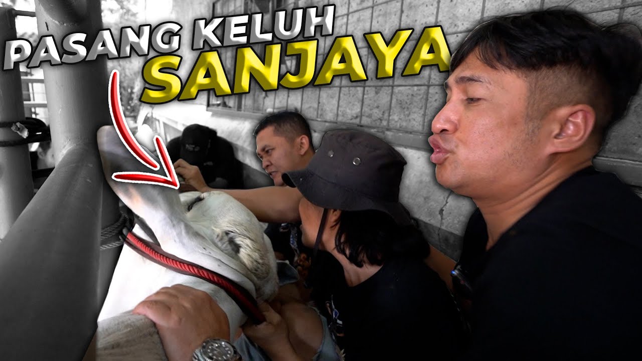 PERTAMA KALI DAN HARUS DILAKUKAN..! PASANG KELUH UNTUK SANJAYA..!
