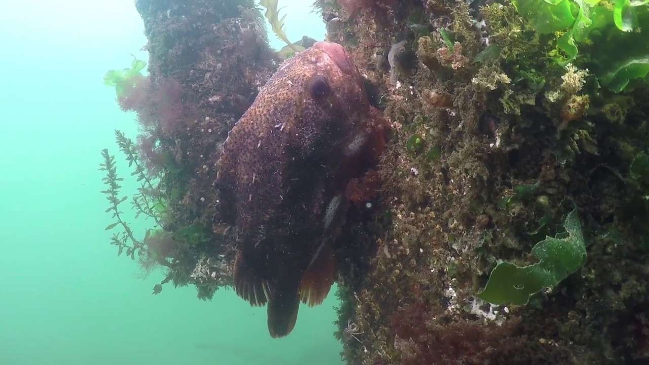 Winterduik in de Oosterschelde met snotolf, puitaal en harnasmannetje
