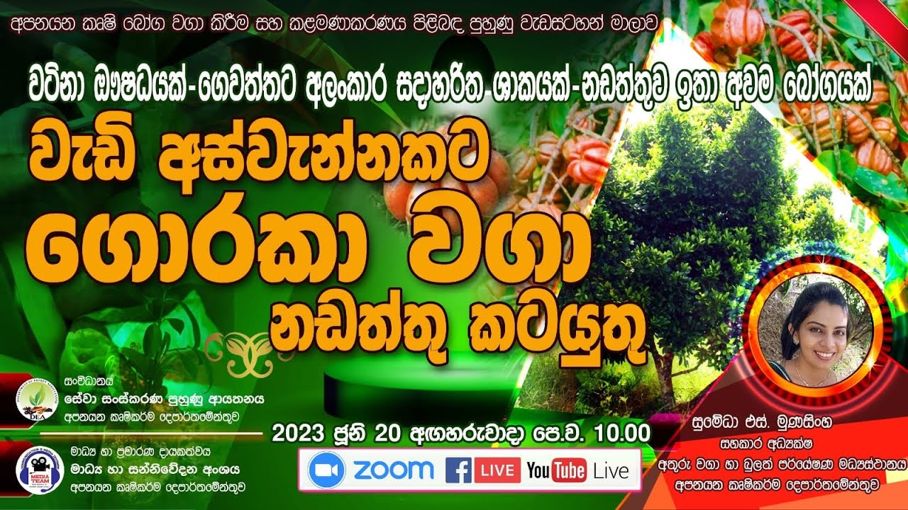 වැඩි අස්වැන්නකට ගොරකා වගා නඩත්තු කටයුතු