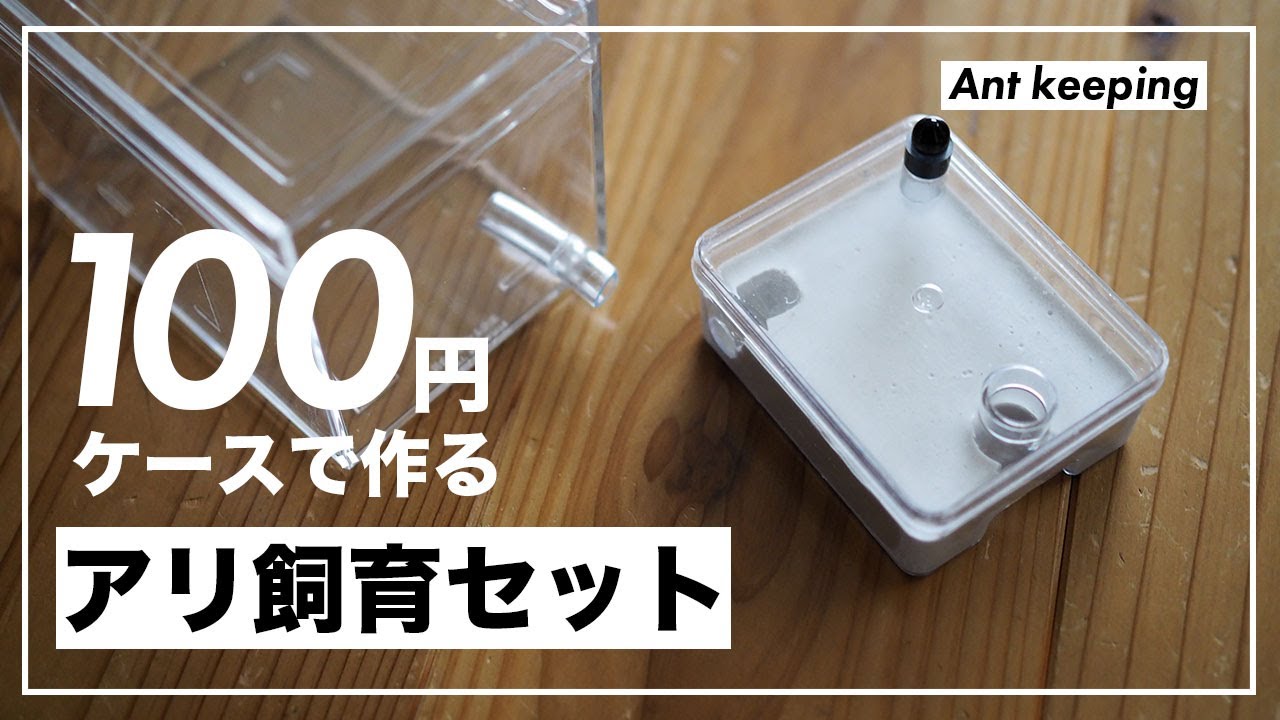アリ飼育セットを100均のケースで作ってみた！【自作方法】