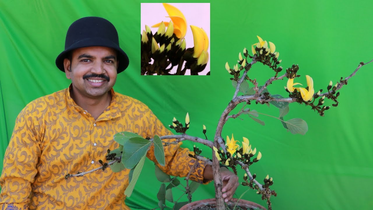 How to grow palash flower plant, butea monosperma in container? Part 1