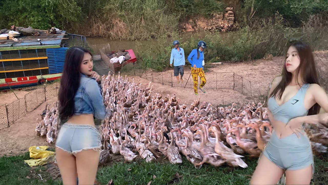 Unexpected: Ship Carries Hundreds of Thousands of Ducks to New Rice Fields | Huong Farm Vlog,