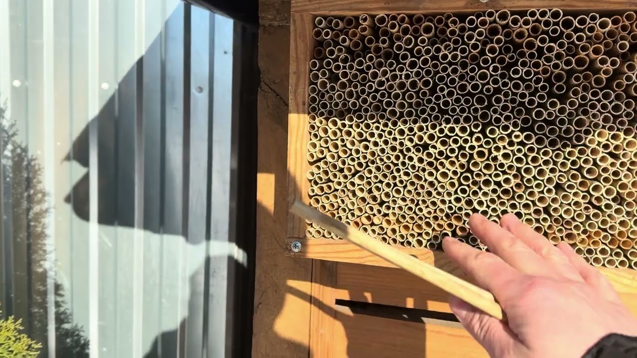 Чому я використовую розрахунок 2 трубки на 1 кокон комах Osmia?