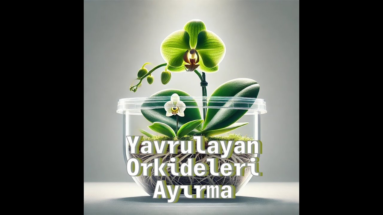 Yavrulayan Orkide Nasıl Ayırılır?  Keiki Bakımı ve Çoğaltma Rehberi